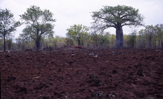 Cleared forest